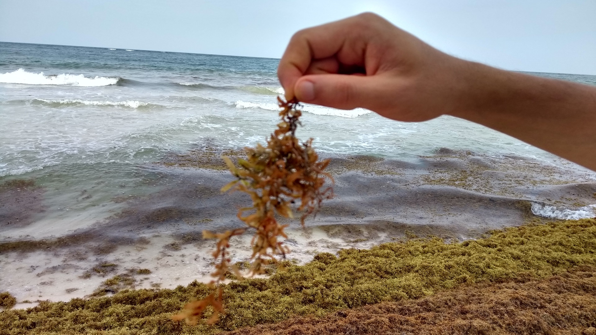 Investigador de Florida busca convertir sargazo en comida